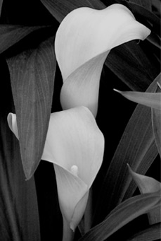 2fishinthesea - Home Photo